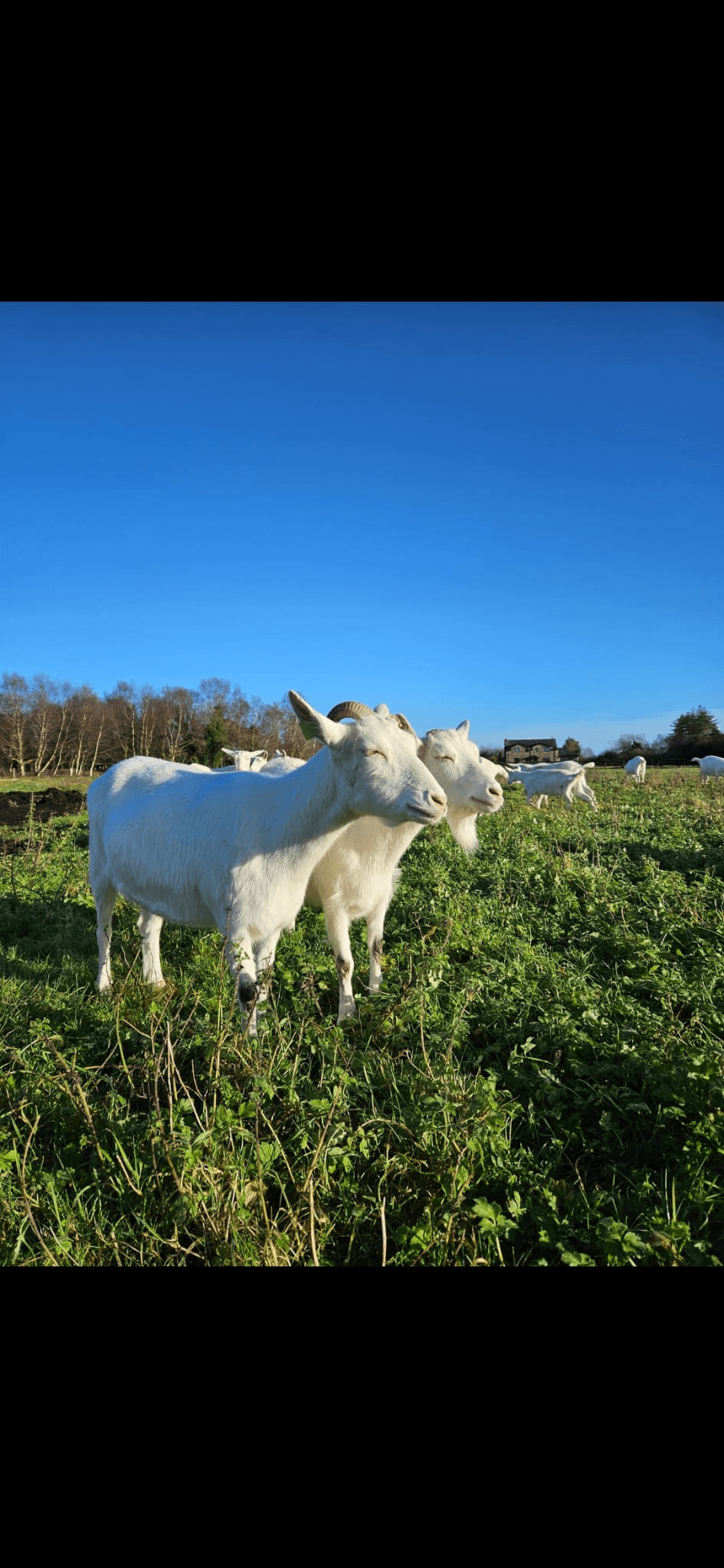 Goat on the farm