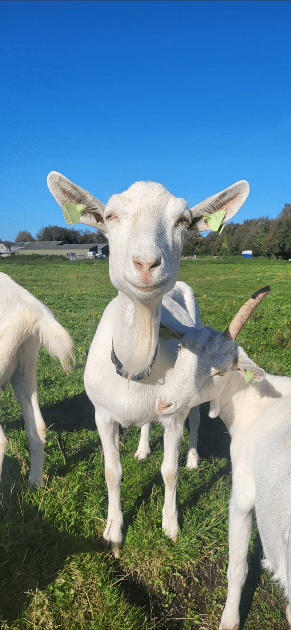 Goat on the farm